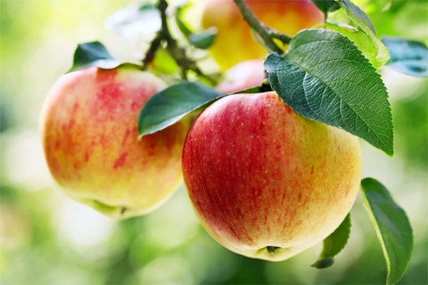 Loại quả ăn mỗi ngày giảm mỡ máu, tốt cho tim mạch