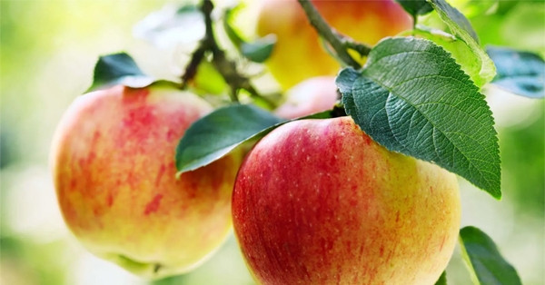Loại quả ăn mỗi ngày giảm mỡ máu, tốt cho tim mạch