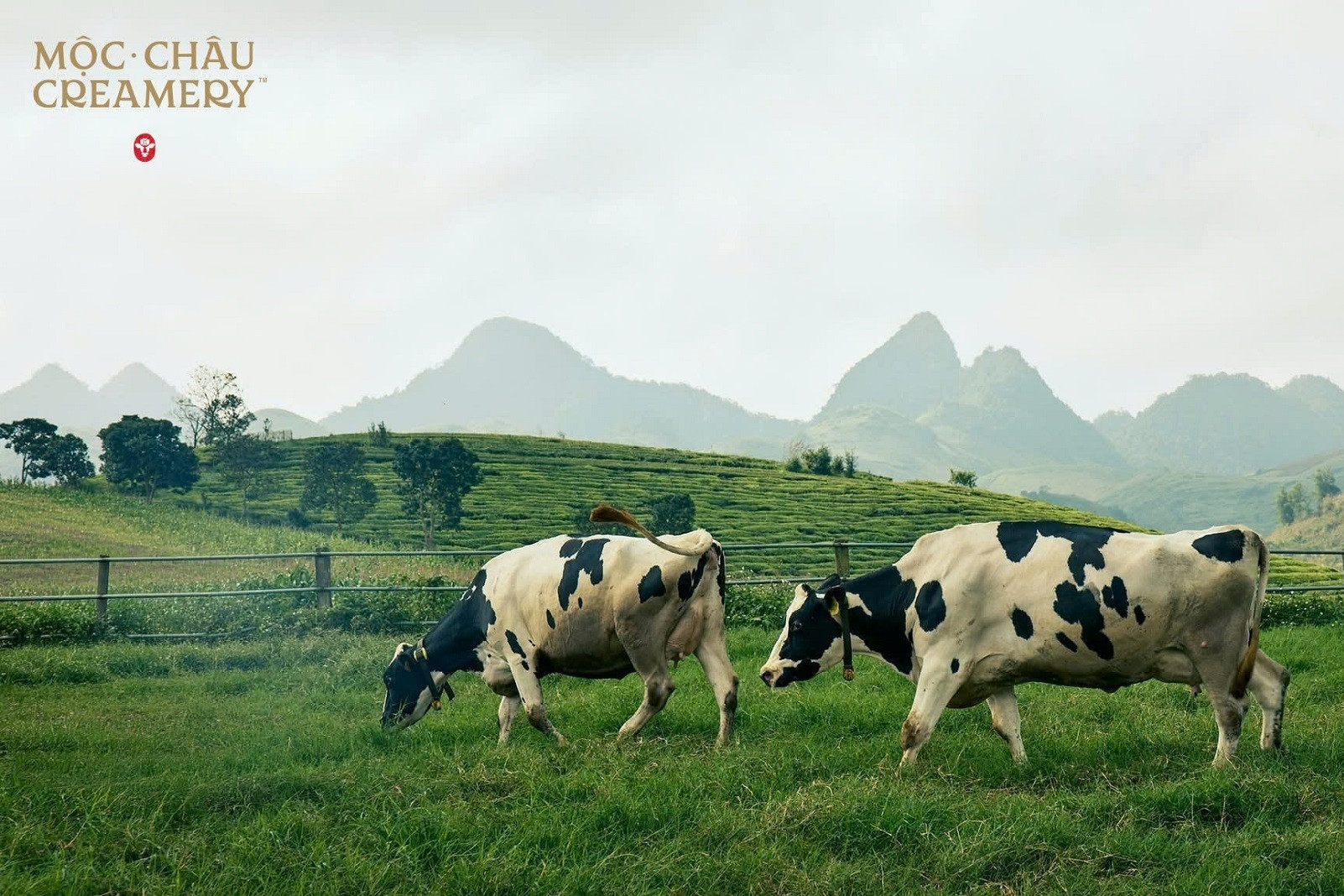 Mộc Châu Creamery và hành trình 68 năm gìn giữ vị nguyên bản