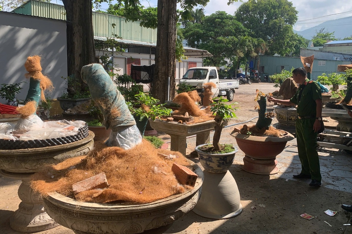  Người đàn ông bị phạt tiền, tịch thu 42 cây mai vàng không rõ nguồn gốc 