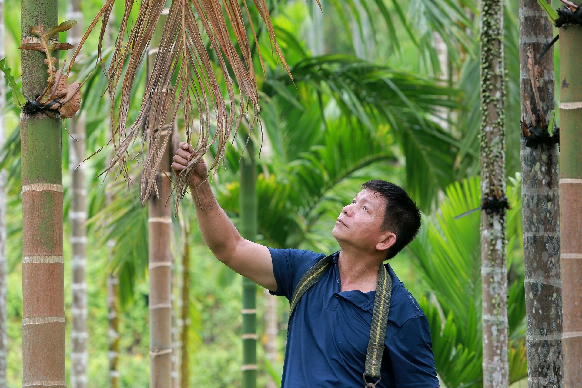 Người đàn ông Mường biến những thân cau thành vườn cây dược liệu quý