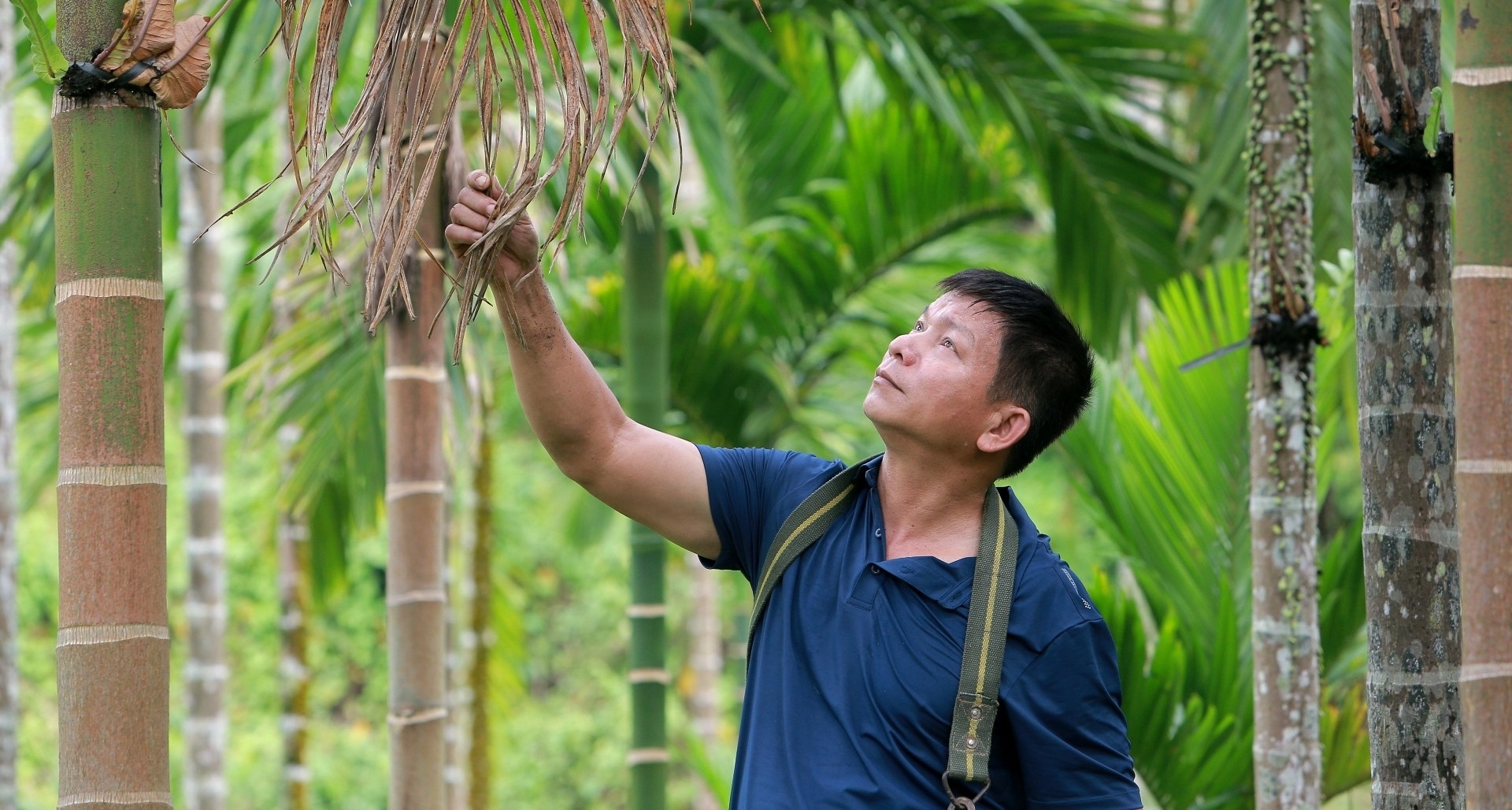 Người đàn ông Mường ở Thanh Hóa biến thân cau thành vườn cây dược liệu quý