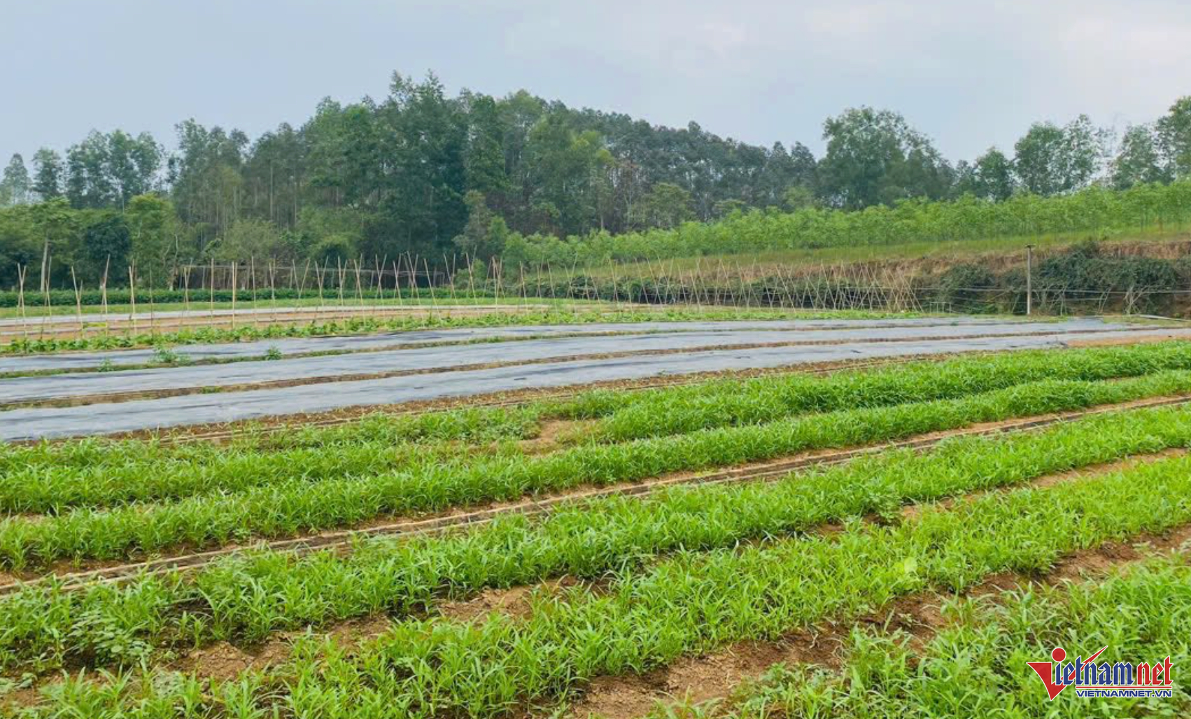 W-van quan lang son.png