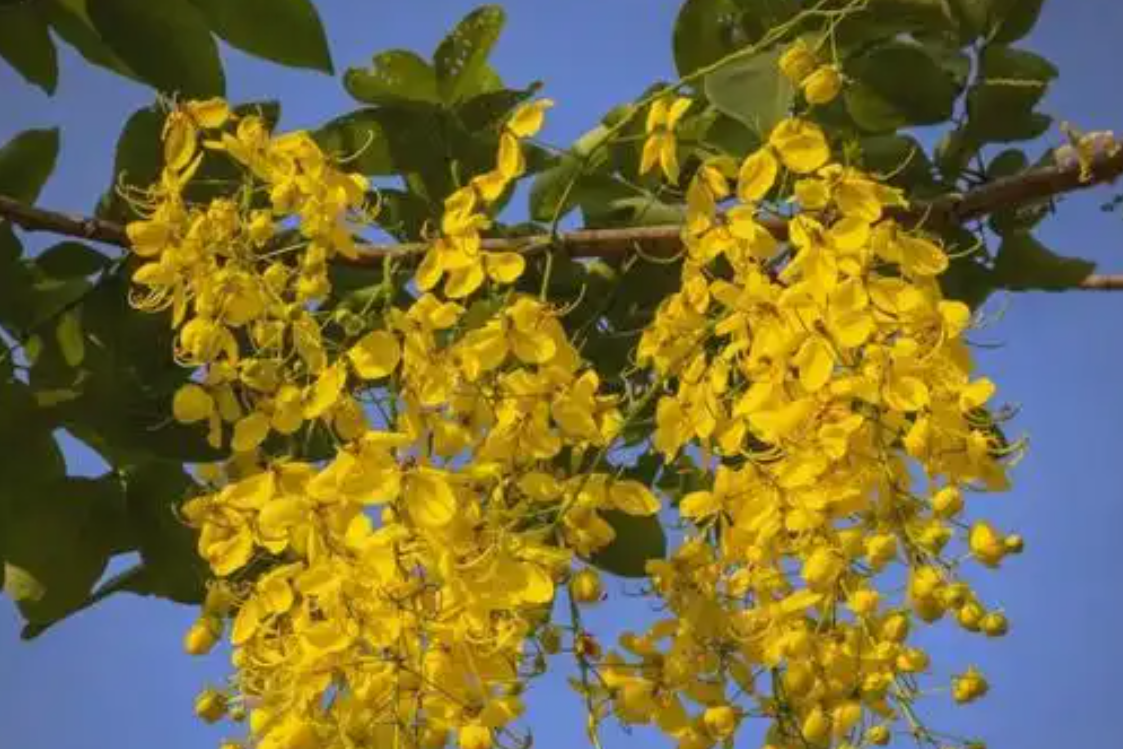 4 loại cây cảnh giúp góc nhỏ trong nhà bừng sức sống