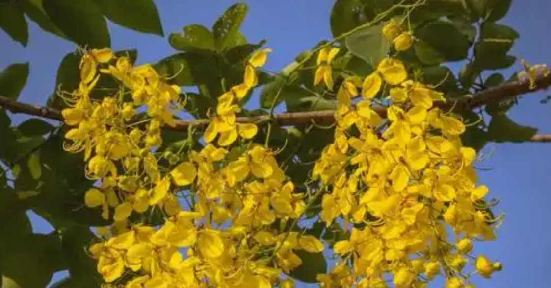 4 loại cây cảnh giúp góc nhỏ trong nhà bừng sức sống