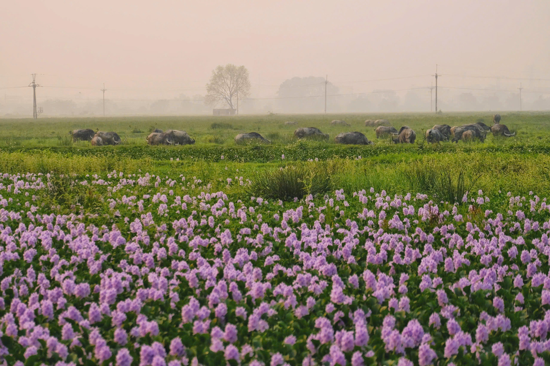 hoa lục bình 3.jpg