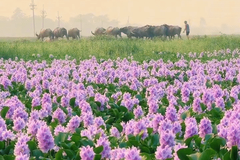 Hoa lục bình ở ngoại ô Hà Nội nở rộ, khách đi 16km tới chụp ảnh, đón hoàng hôn