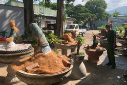 Người đàn ông bị phạt, tịch thu 42 cây mai vàng không rõ nguồn gốc ở Côn Đảo.jpg