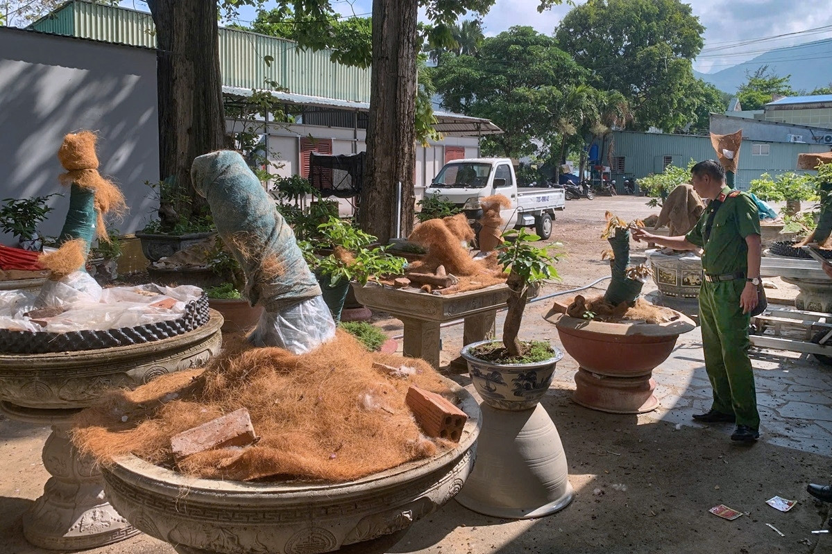 Người đàn ông bị phạt tiền, tịch thu 42 cây mai vàng không rõ nguồn gốc