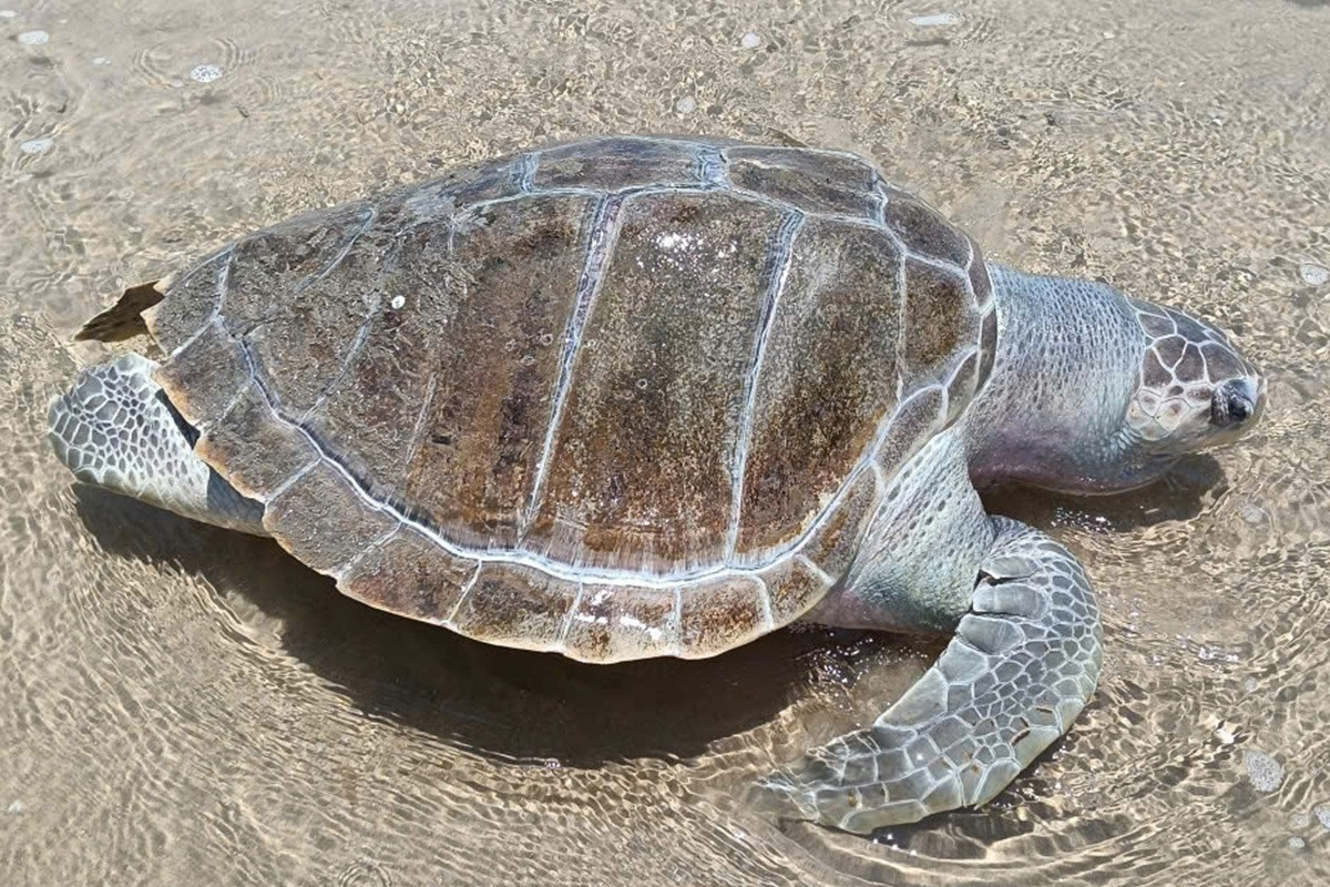 Rùa biển chết trôi dạt vào bờ biển Bãi Sau, Vũng Tàu