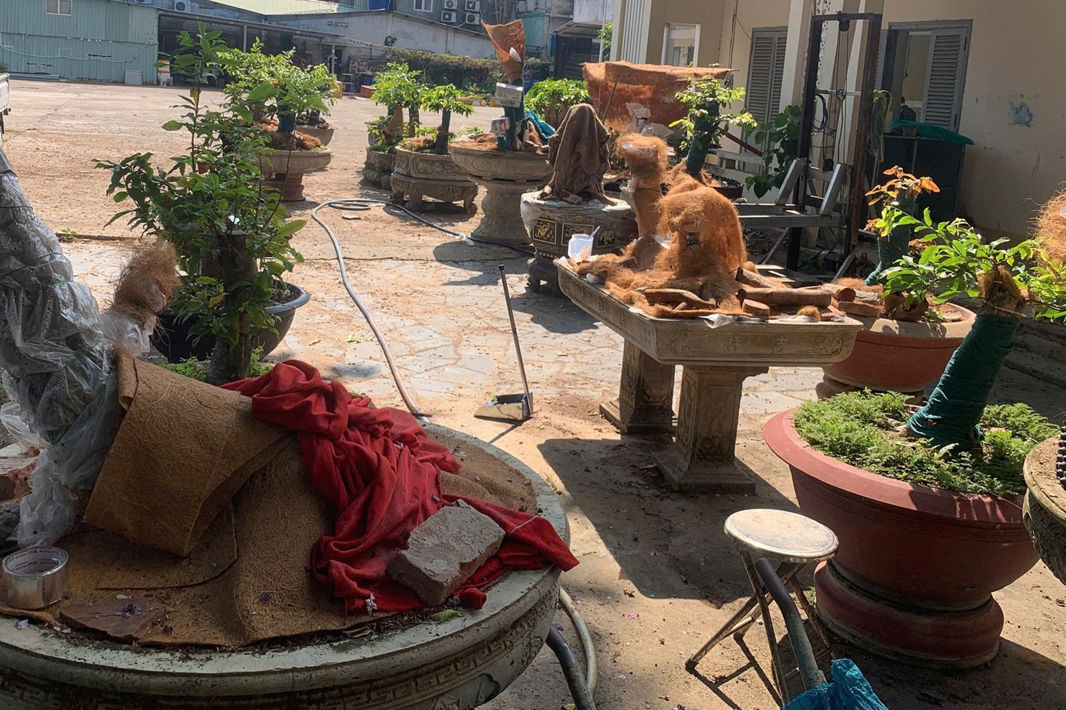 Vụ tịch thu 42 cây mai vàng 'không rõ nguồn gốc': Kiểm lâm Côn Đảo nói gì?