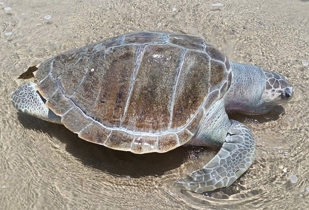 Xác rùa biển nặng hơn 30kg dạt vào bờ biển Bãi Sau.jpg