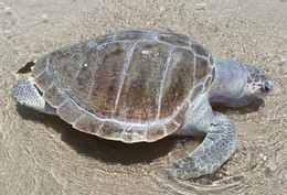 Xác rùa biển nặng hơn 30kg dạt vào bờ biển Bãi Sau.jpg