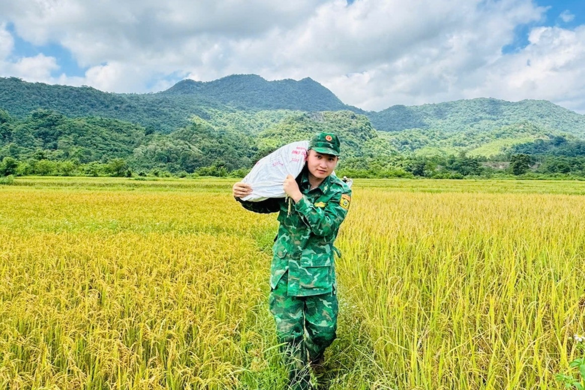  Bóng áo lính quân hàm xanh trên cánh đồng lúa vàng ươm 