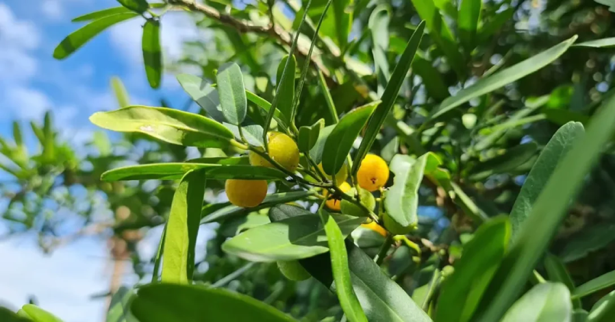 Cây được mệnh danh "thần dược" quý như vàng, rễ có giá hàng triệu đồng/kg