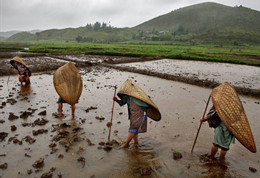 ngoilang91.jpg