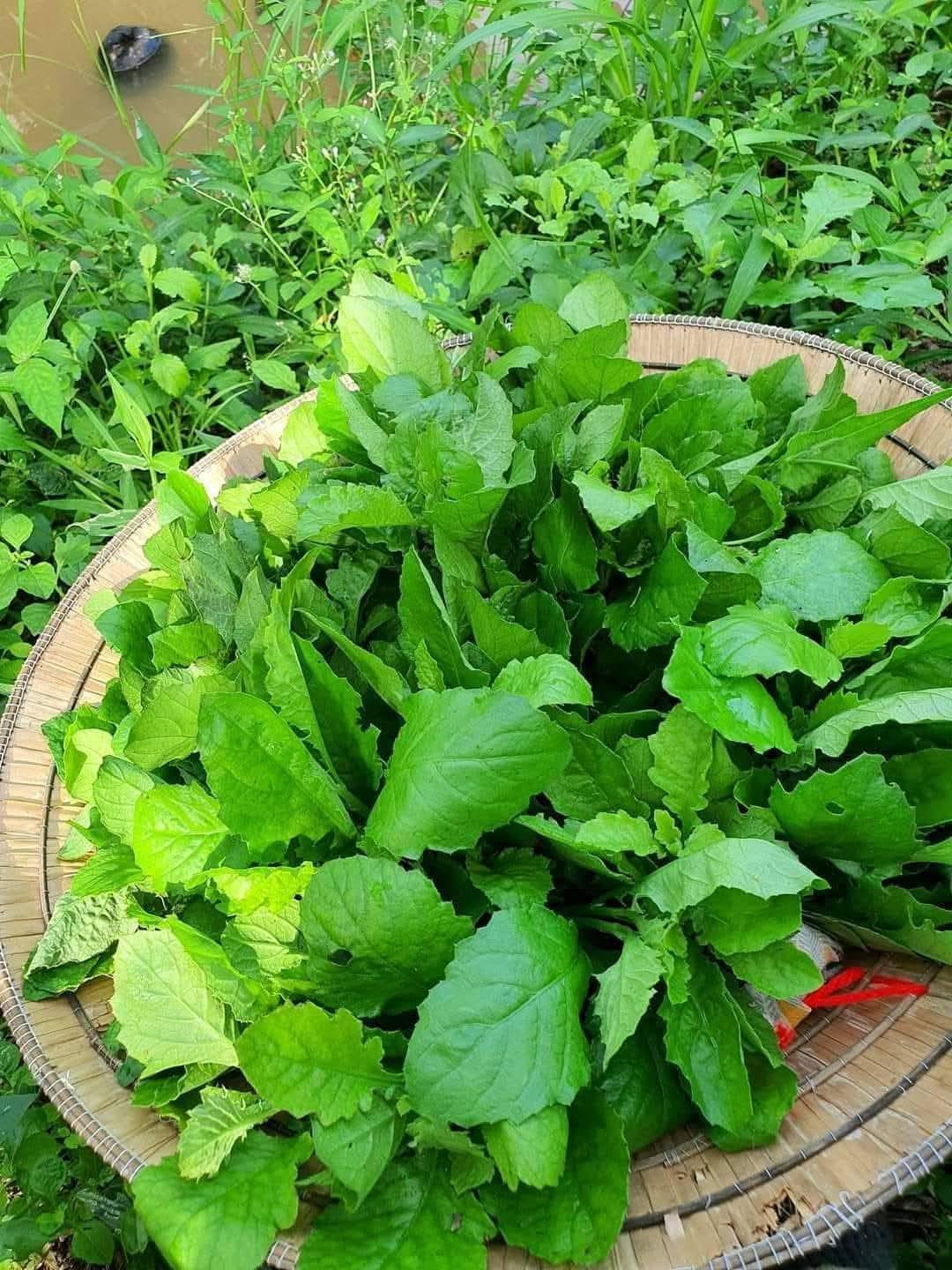 https://static-images.vnncdn.net/vps_images_publish/000001/000003/2026/5/11/rau-cai-troi-nga-cao-1795.jpg