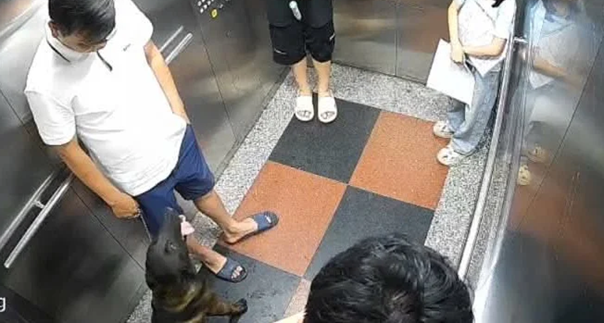 Vụ đánh người vì bị nhắc đeo rọ mõm cho chó ở Hà Nội: Người dân chung cư nói gì?