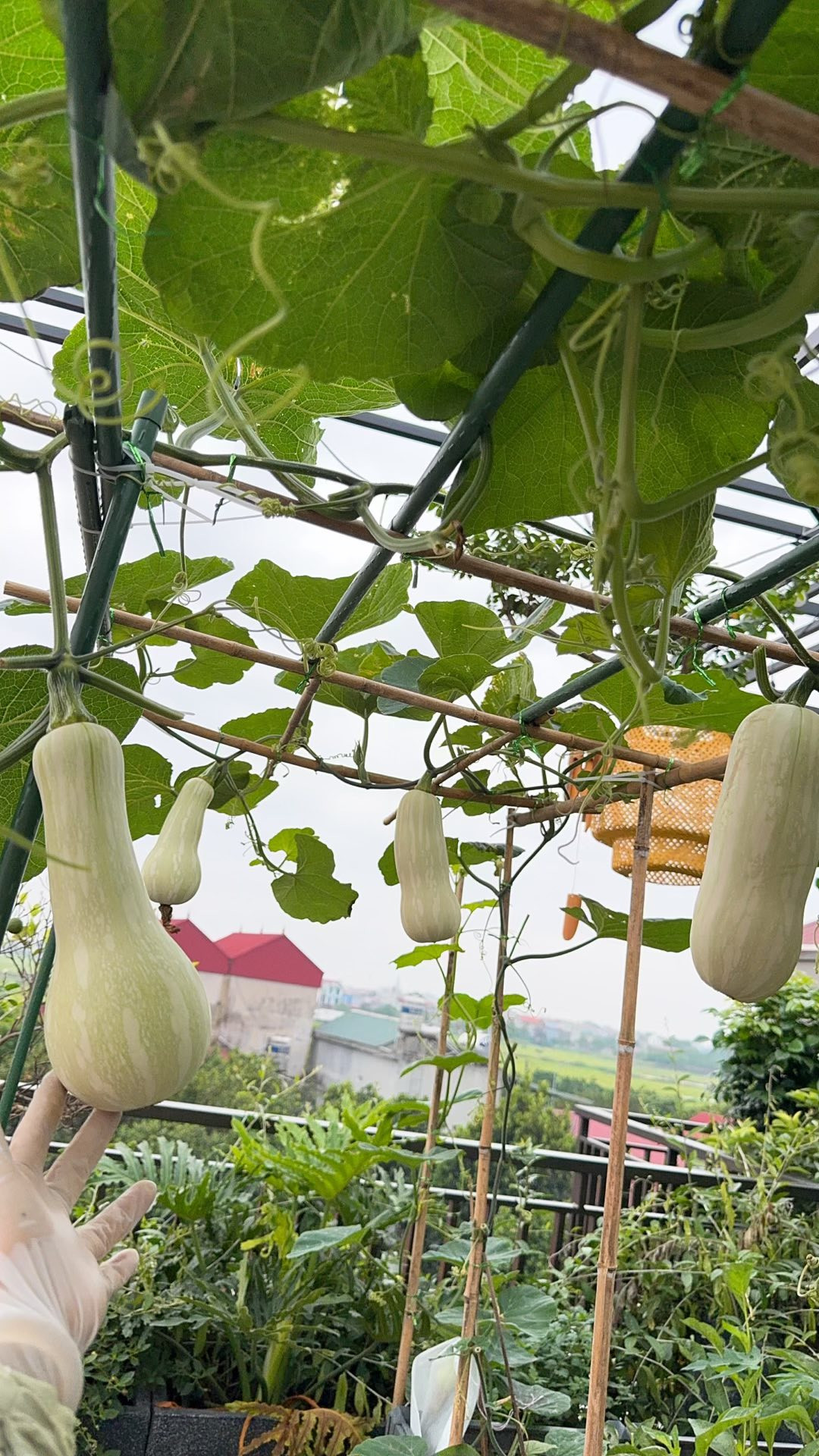 https://static-images.vnncdn.net/vps_images_publish/000001/000003/2026/5/11/vuon-san-thuong-0-2388.jpg