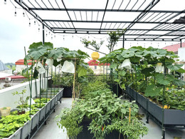 https://static-images.vnncdn.net/vps_images_publish/000001/000003/2026/5/11/vuon-san-thuong-2-2386.jpg