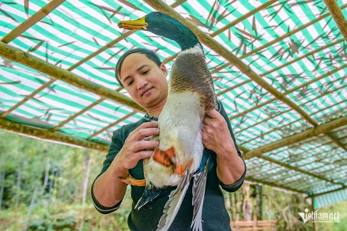 W-vịt cổ lũng 3.jpg