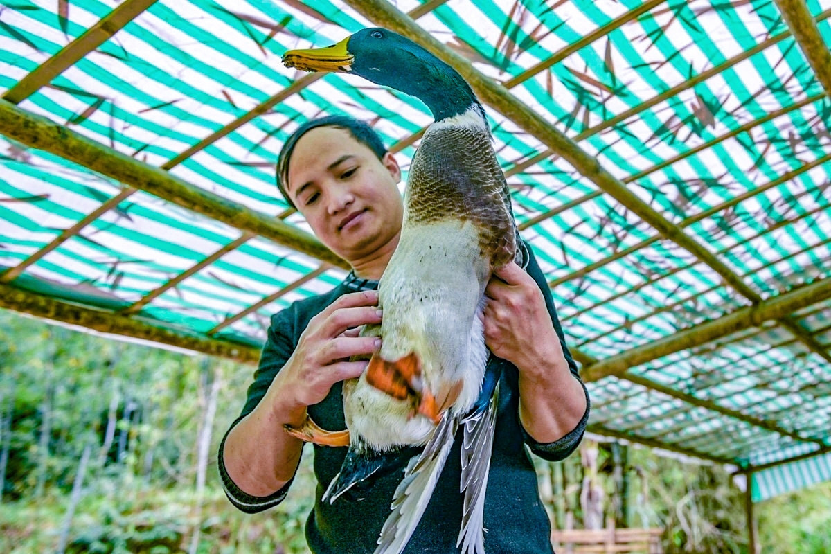 Nuôi vịt 'đặc sản', chàng trai dân tộc Thái thu trăm triệu mỗi năm