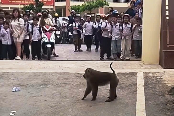 Khỉ hoang 'xuống núi', trêu chọc học sinh, cắn hỏng lốp ô tô
