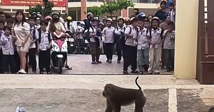 Khỉ hoang &amp;apos;xuống núi&amp;apos;, trêu chọc học sinh, cắn hỏng lốp ô tô