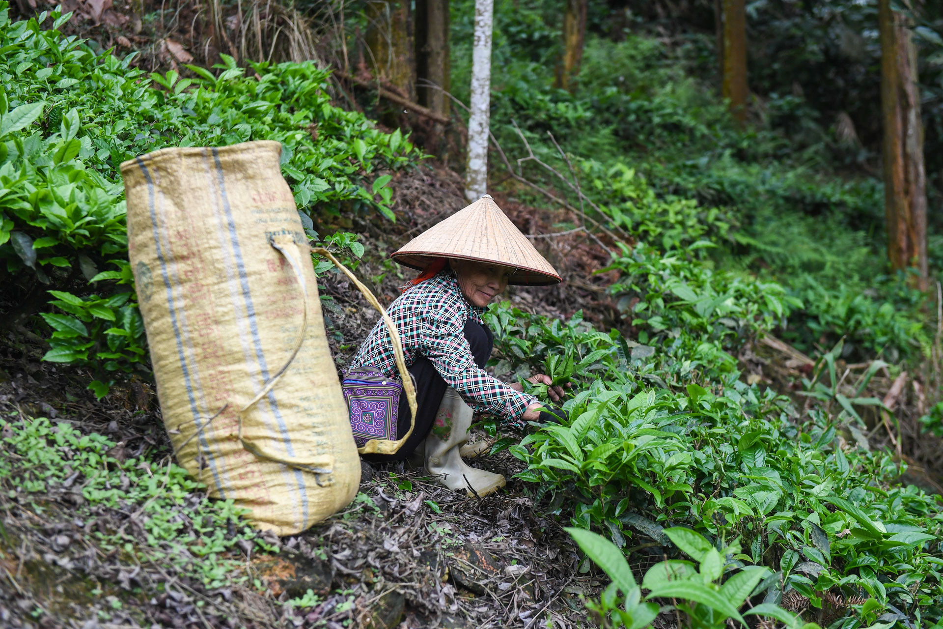 Lao Cai.jpg