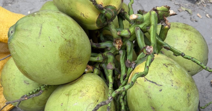 Mỗi ngày uống bao nhiêu nước dừa để không lo tăng cân?