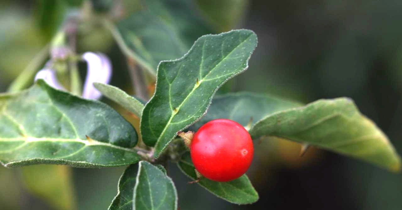 Loại quả mọc dại được ví như ‘bảo bối’ giải độc gan