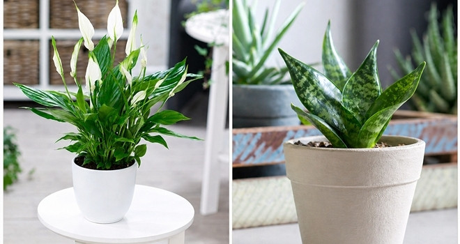 Lưỡi hổ và lan ý: Cây nào tốt hơn khi trồng trong phòng ngủ?