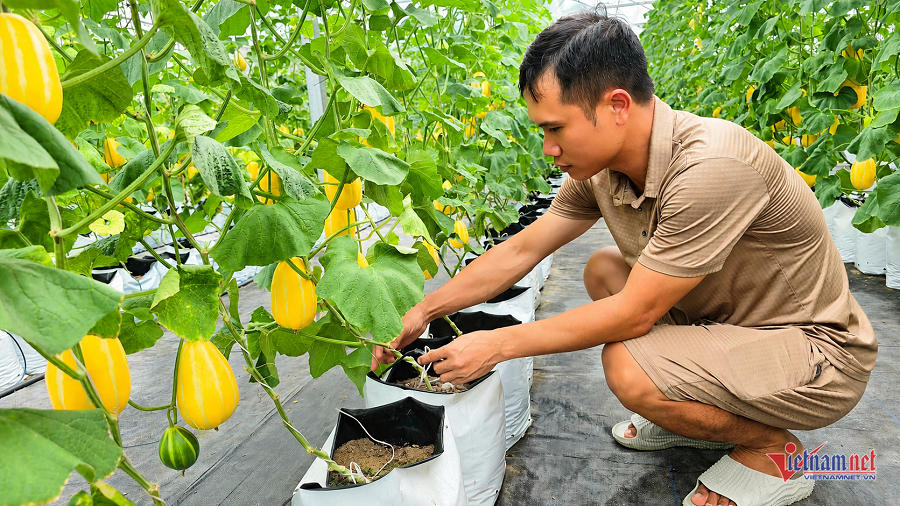 W-ảnh dưa lưới.png