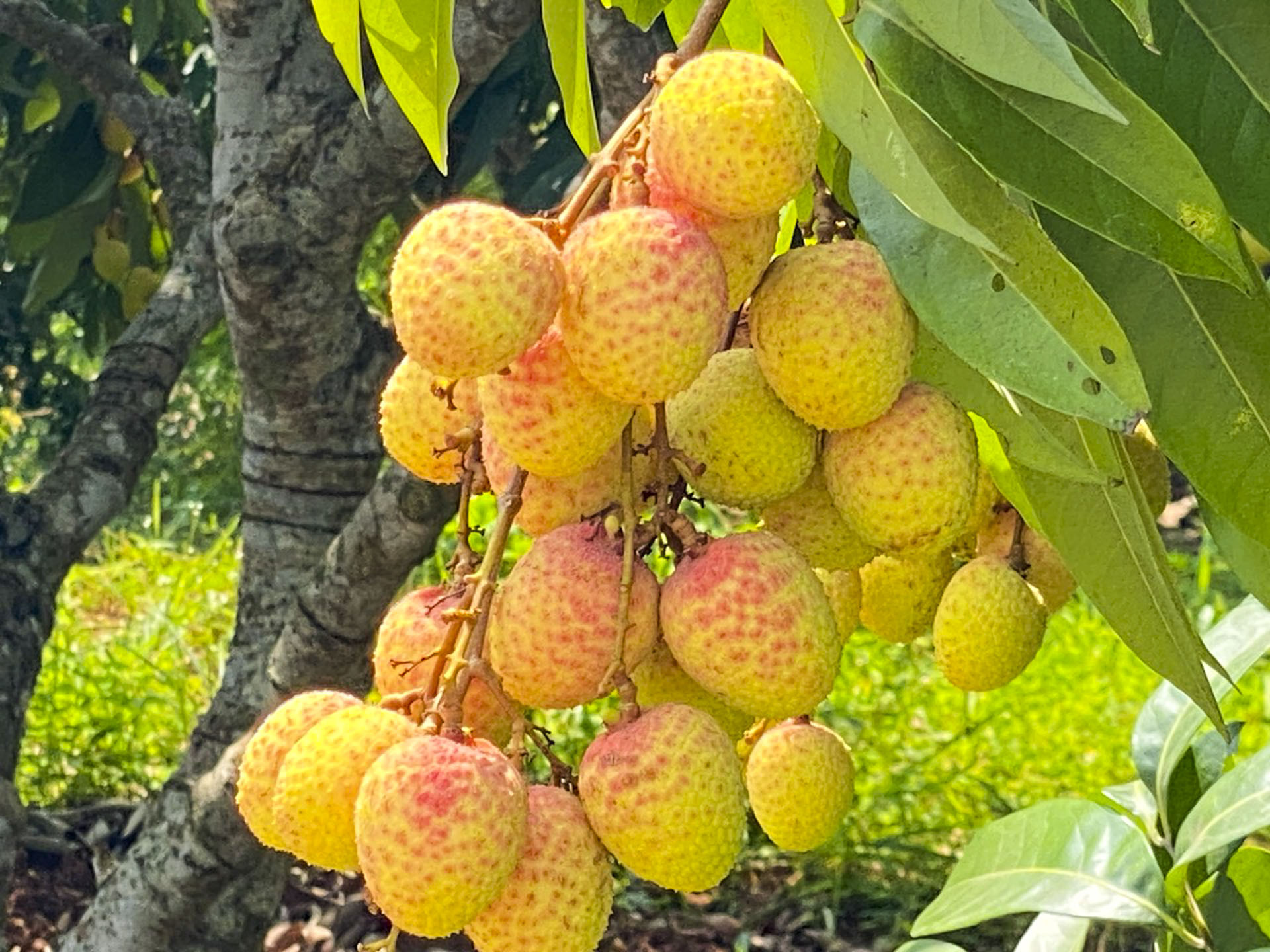 vải sớm bắc ninh_10.JPG