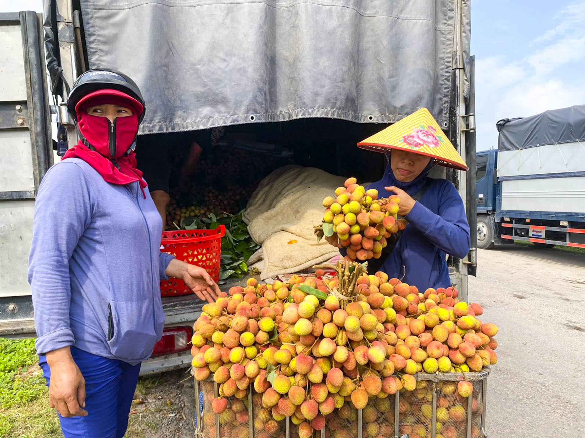 vải sớm bắc ninh_12.JPG