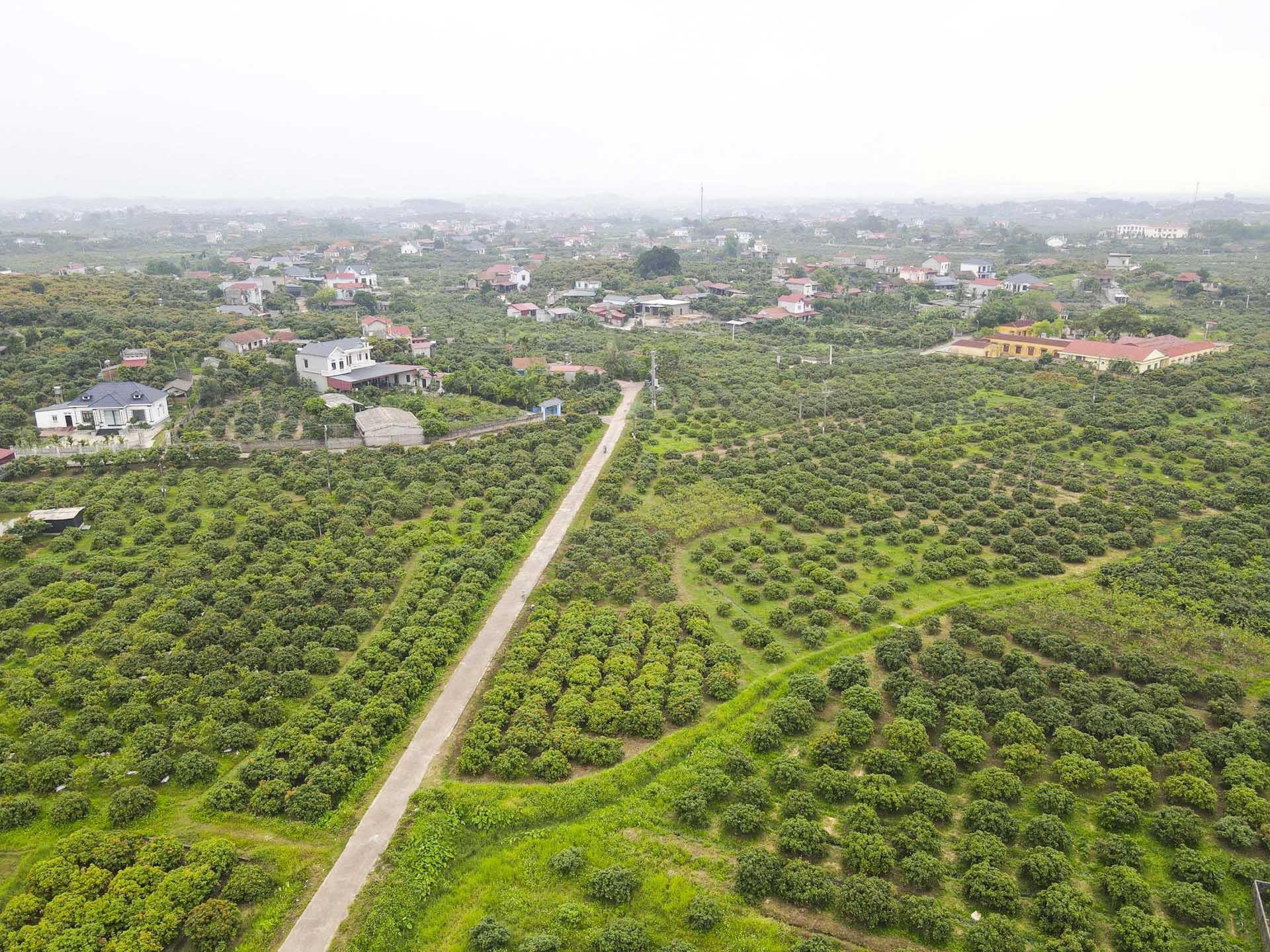 vải sớm bắc ninh_6.JPG