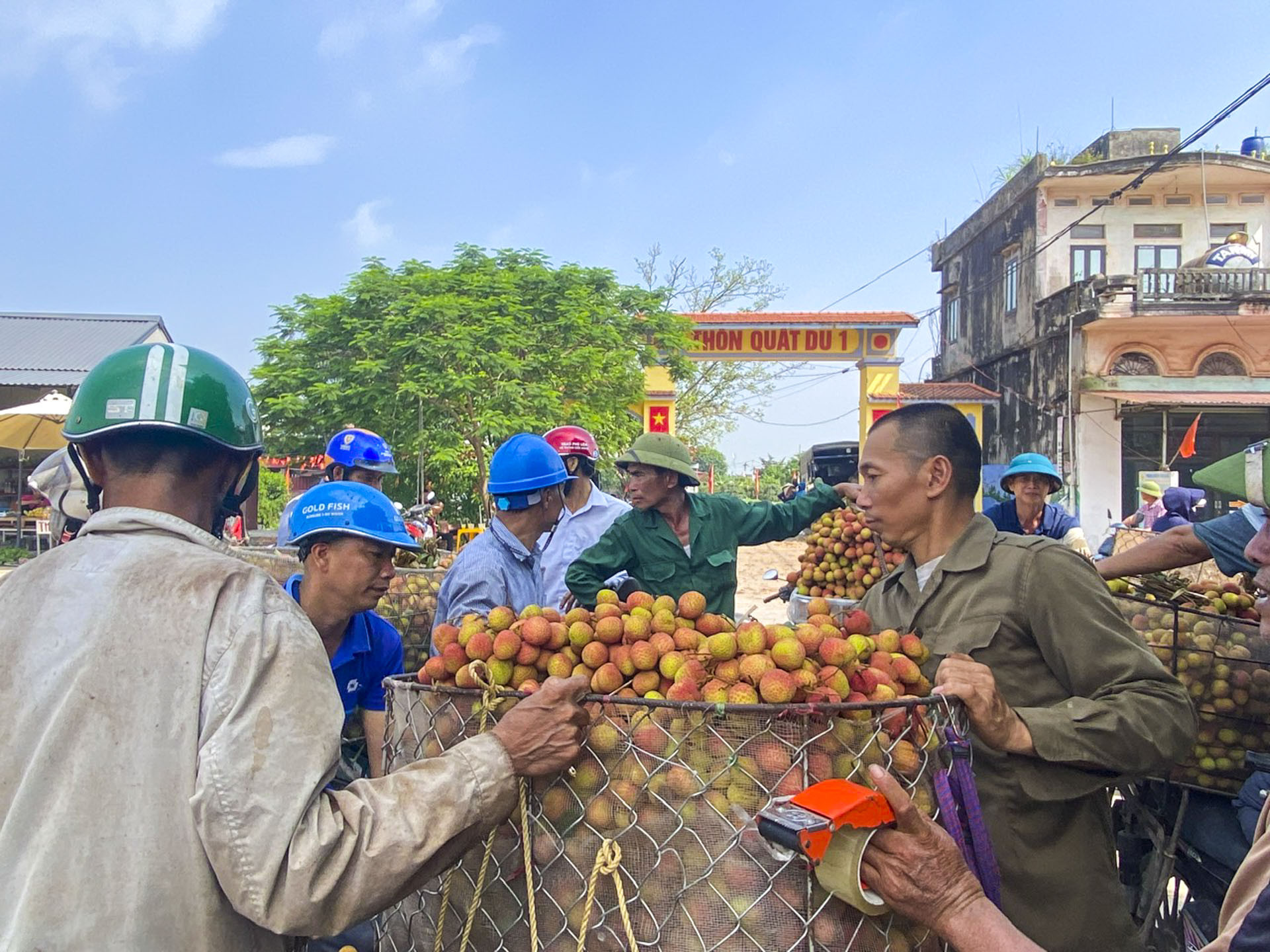 vải sớm bắc ninh_8.JPG