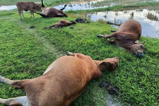 Bản tin trưa 18/5: Sét đánh trúng đàn bò của người dân, 5 con chết tại chỗ