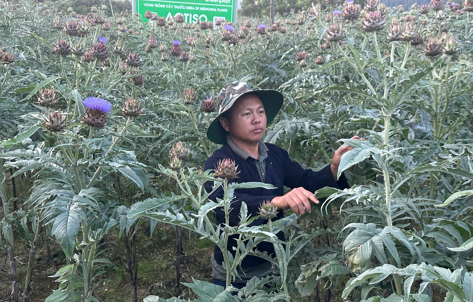 duoc lieu 1.jpg