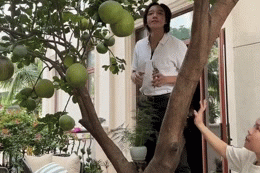 Việt Hương thu hoạch bưởi trong biệt thự 300 tỷ đồng, Trấn Thành đi mát xa