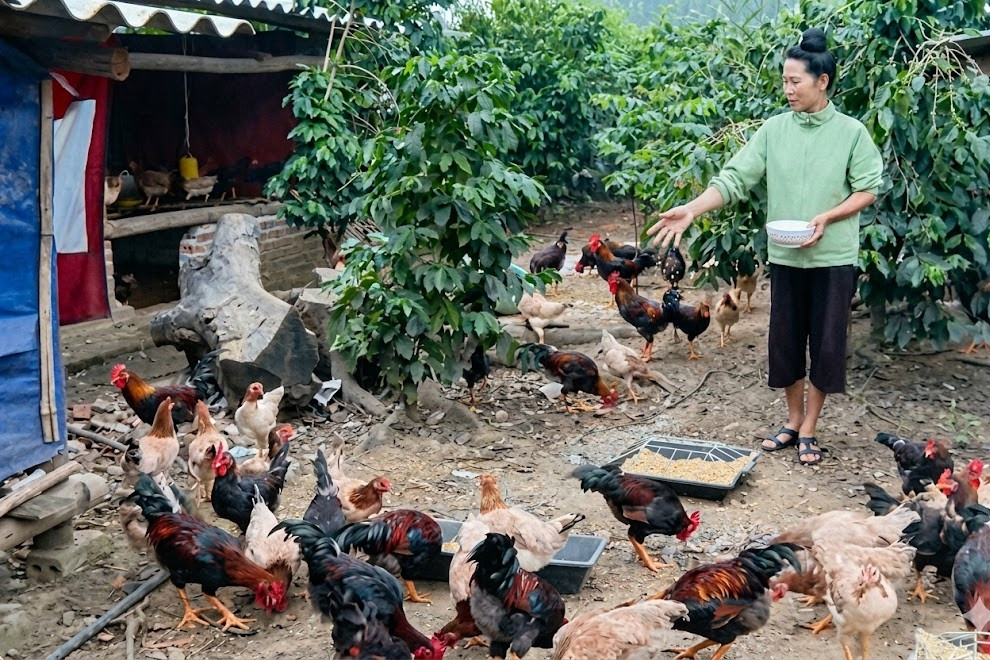 Điện Biên: Đẩy mạnh chuyển đổi số trong hoạt động truyền thông khuyến nông
