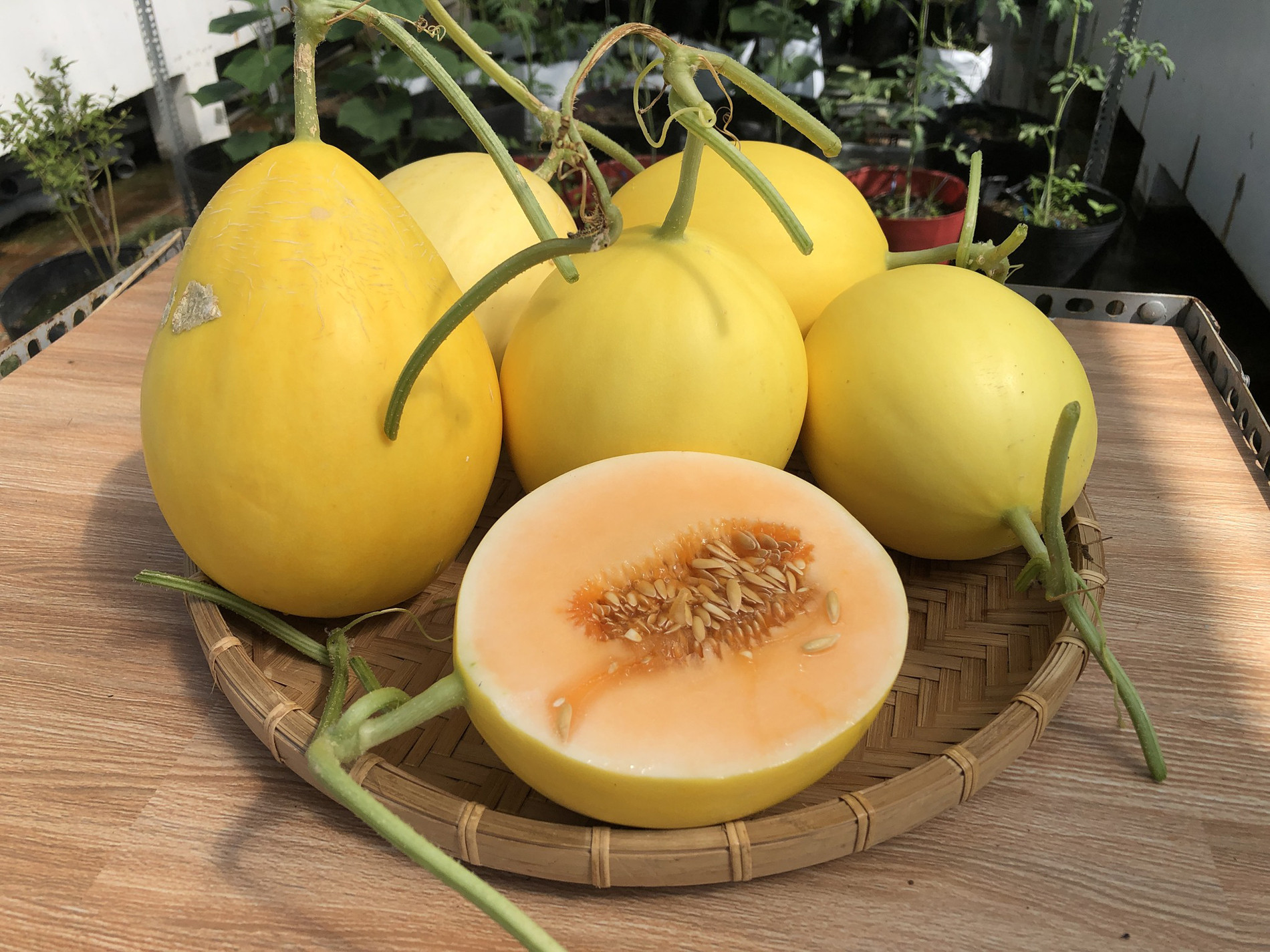 https://static-images.vnncdn.net/vps_images_publish/000001/000003/2026/5/21/vuon-san-thuong-ld-5-2119.jpg