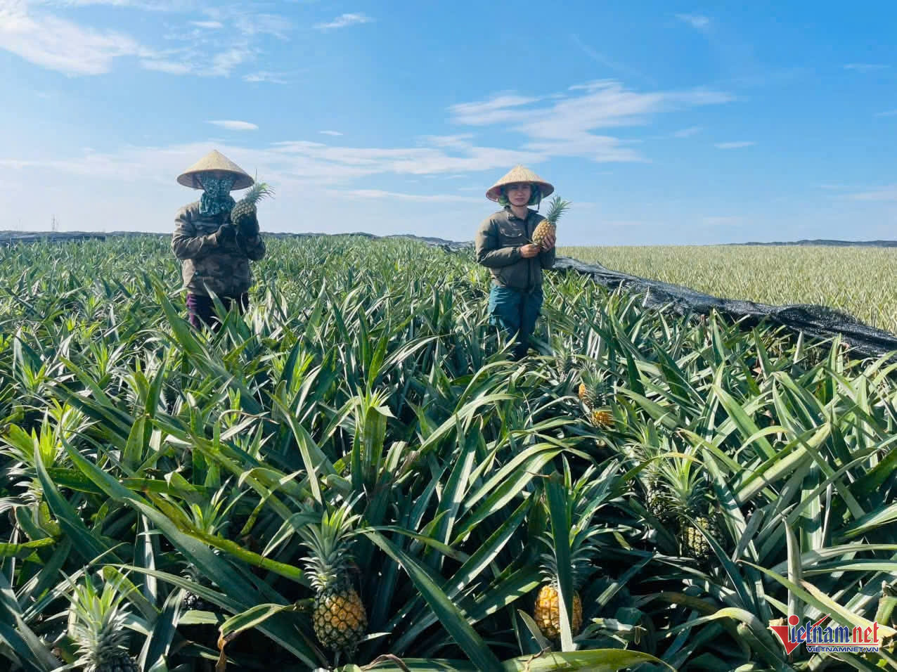 W-anh bai thi truong tronggnuoc.jpg