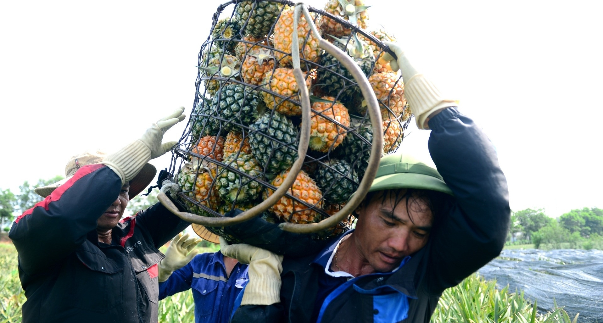 Gùi dứa thuê giữa nắng gắt đầu hè, nông dân Thanh Hóa kiếm tiền triệu mỗi ngày