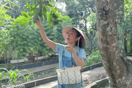  Mỹ Tâm thu hoạch xoài trong biệt thự nhà vườn, Cục trưởng Xuân Bắc nhiều tâm tư 