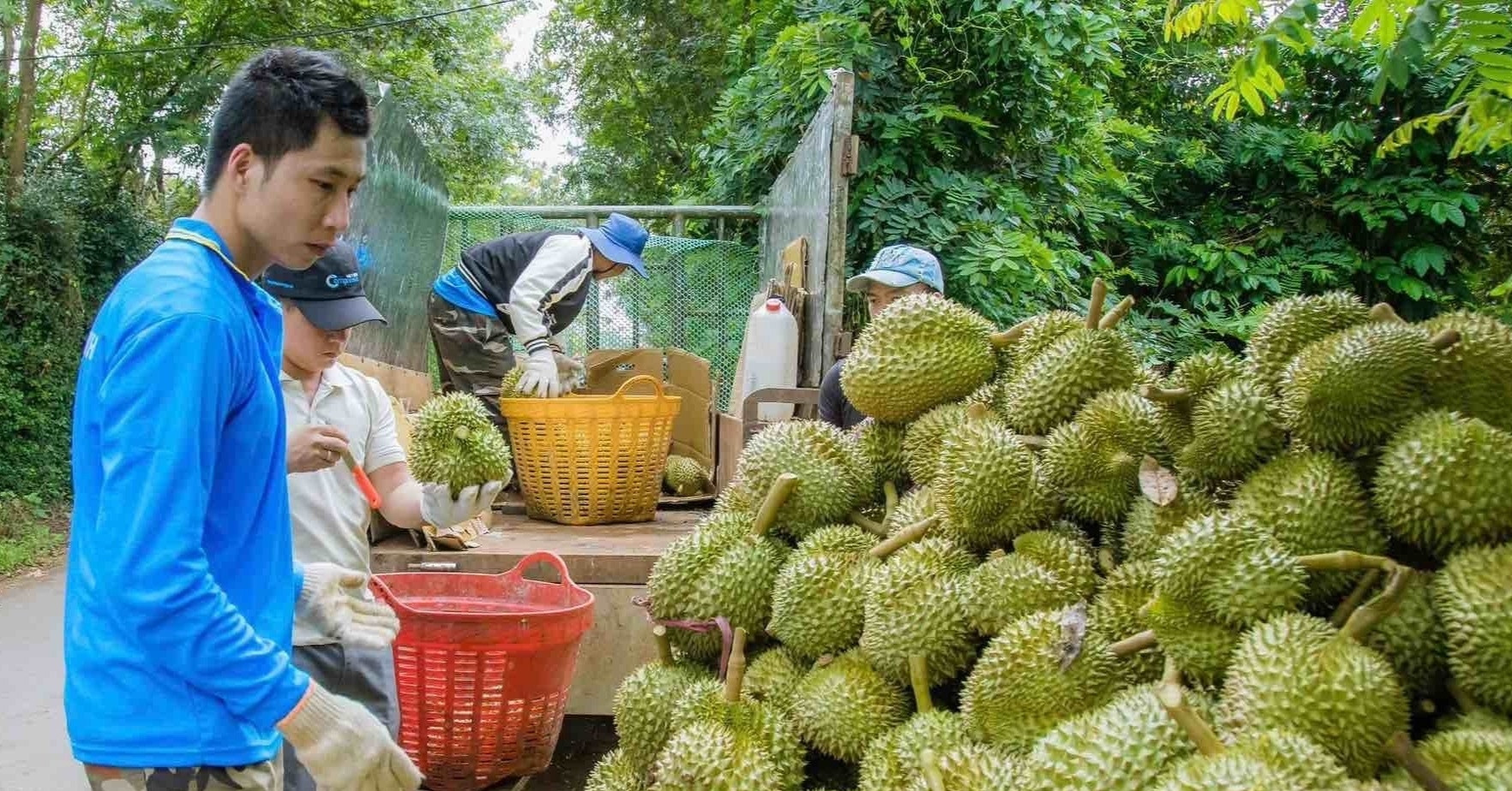 Đắk Lắk sẽ huy động 500 xe bán tải diễu hành tại Lễ hội sầu riêng 2026