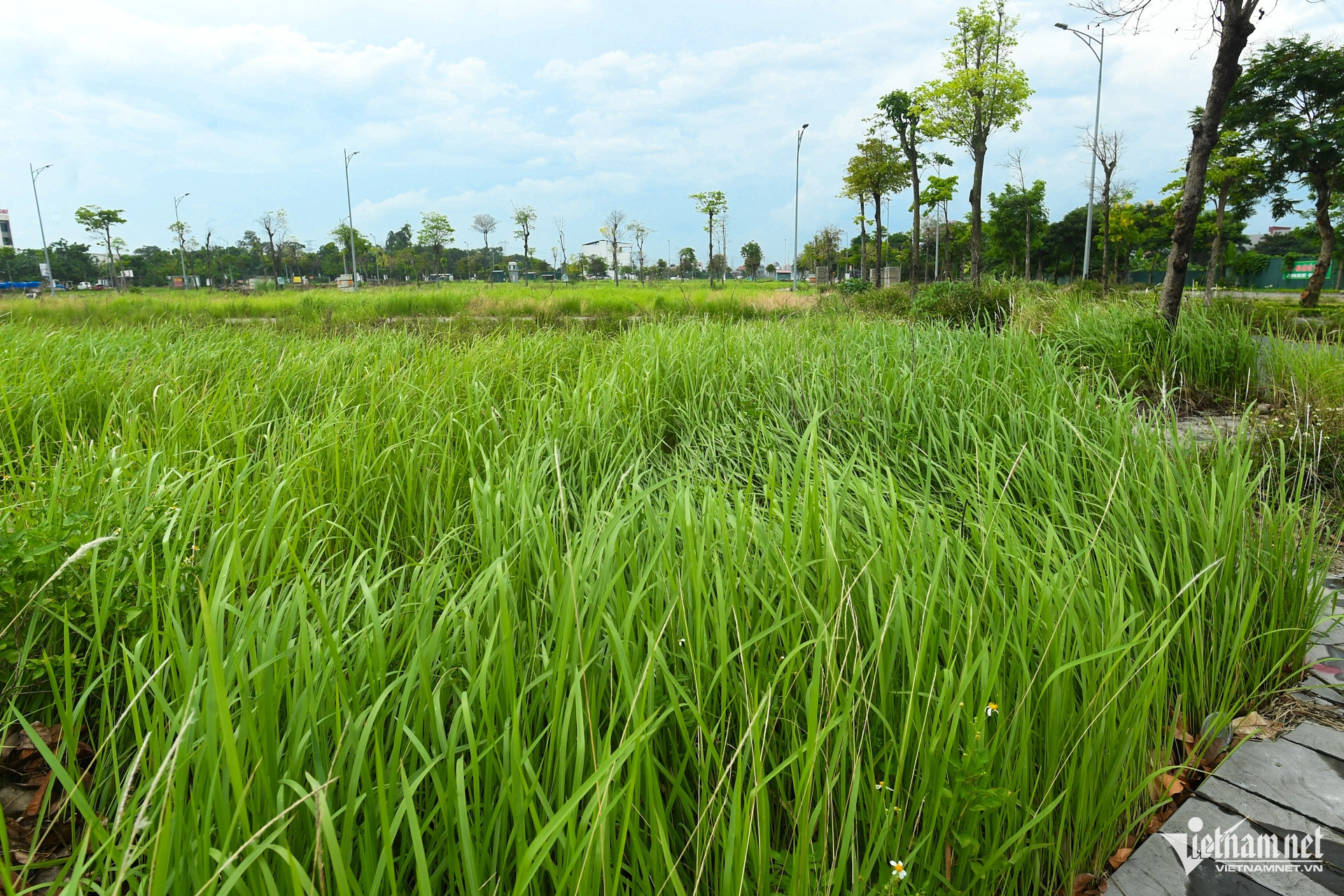 https://static-images.vnncdn.net/vps_images_publish/000001/000003/2026/5/24/w-tai-dinh-cu-giai-phong-mat-bang-du-an-song-hong-40-1965.jpg