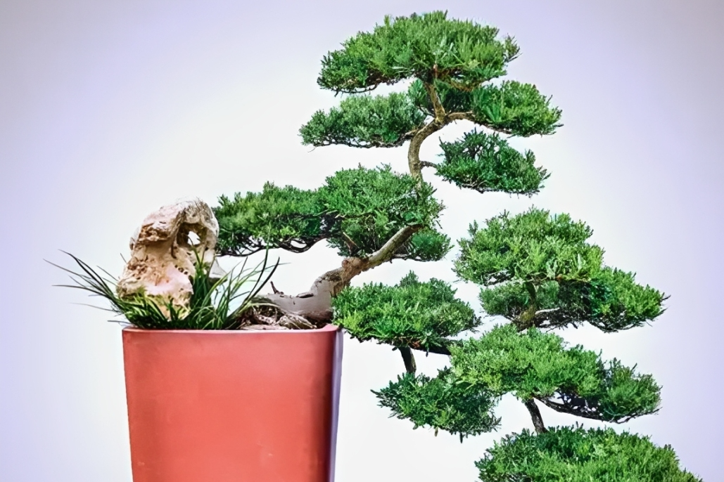 4 loại cây được nhiều người tin rằng giúp giảm thị phi, tạo năng lượng tích cực