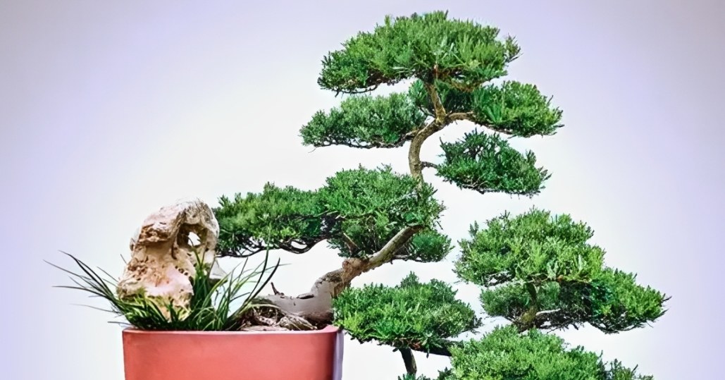 4 loại cây được nhiều người tin rằng giúp giảm thị phi, tạo năng lượng tích cực