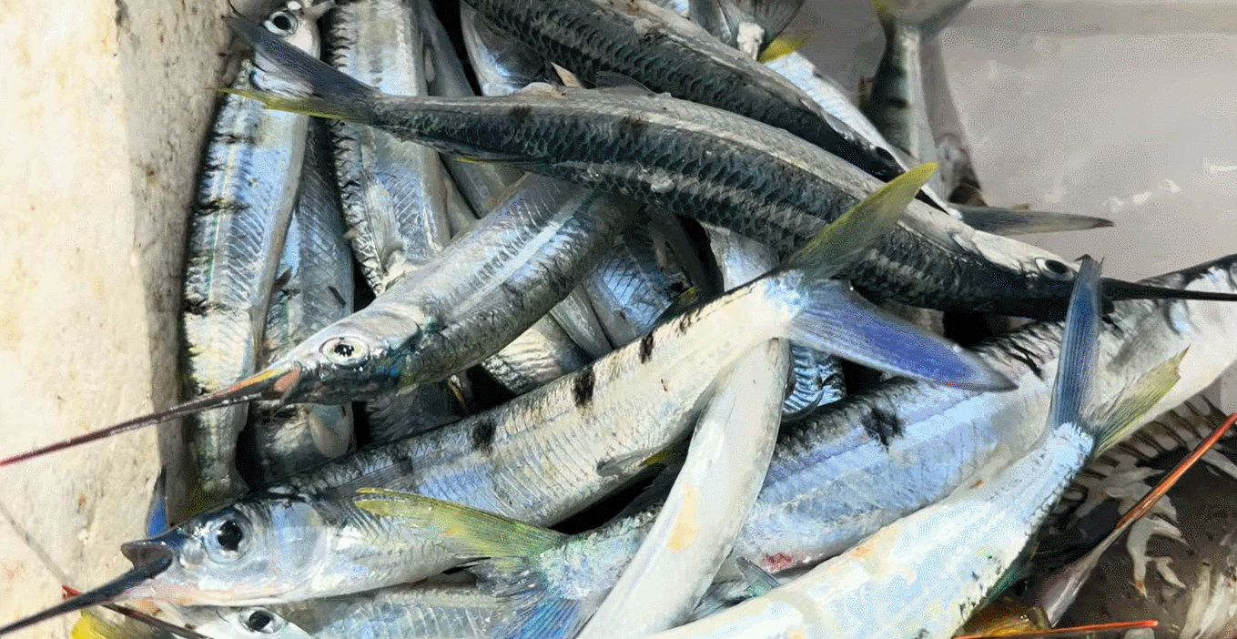 cá dẫu biển 00.gif